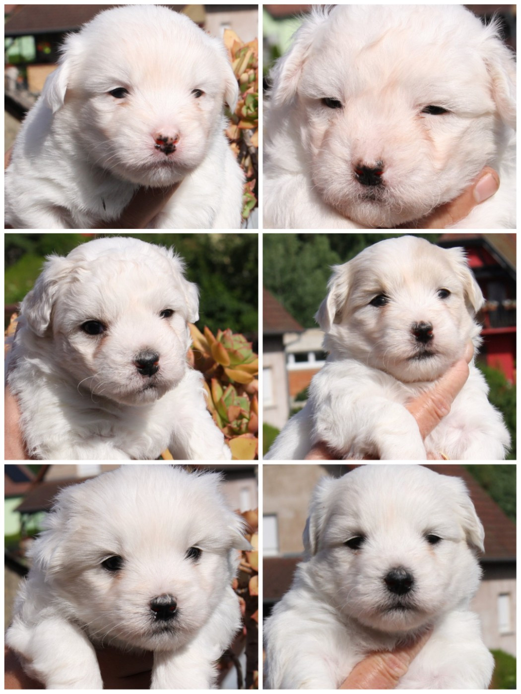 Naissance de 6 magnifiques chiots le 10 mai 2026.