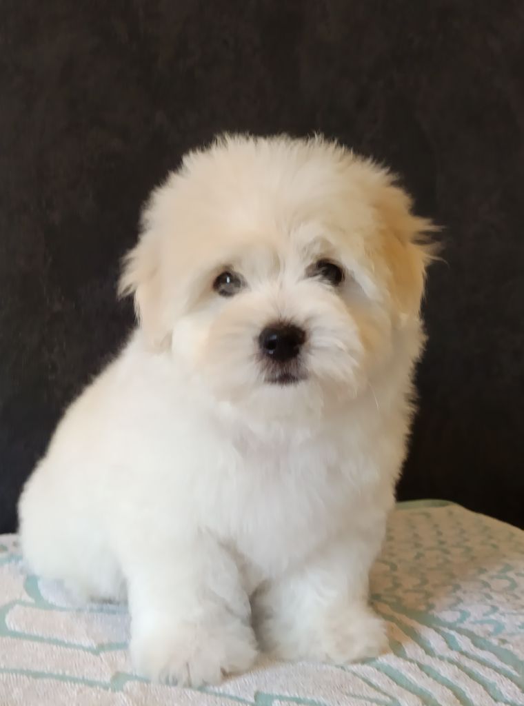 De la vanille bourbon - Chiots disponibles - Coton de Tulear