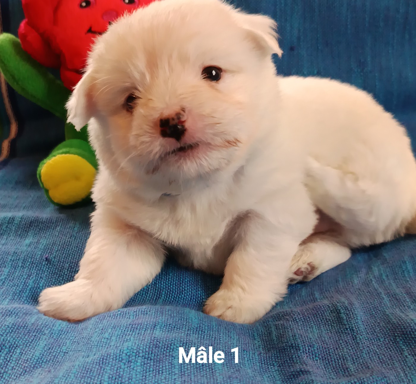De la vanille bourbon - Chiots disponibles - Coton de Tulear