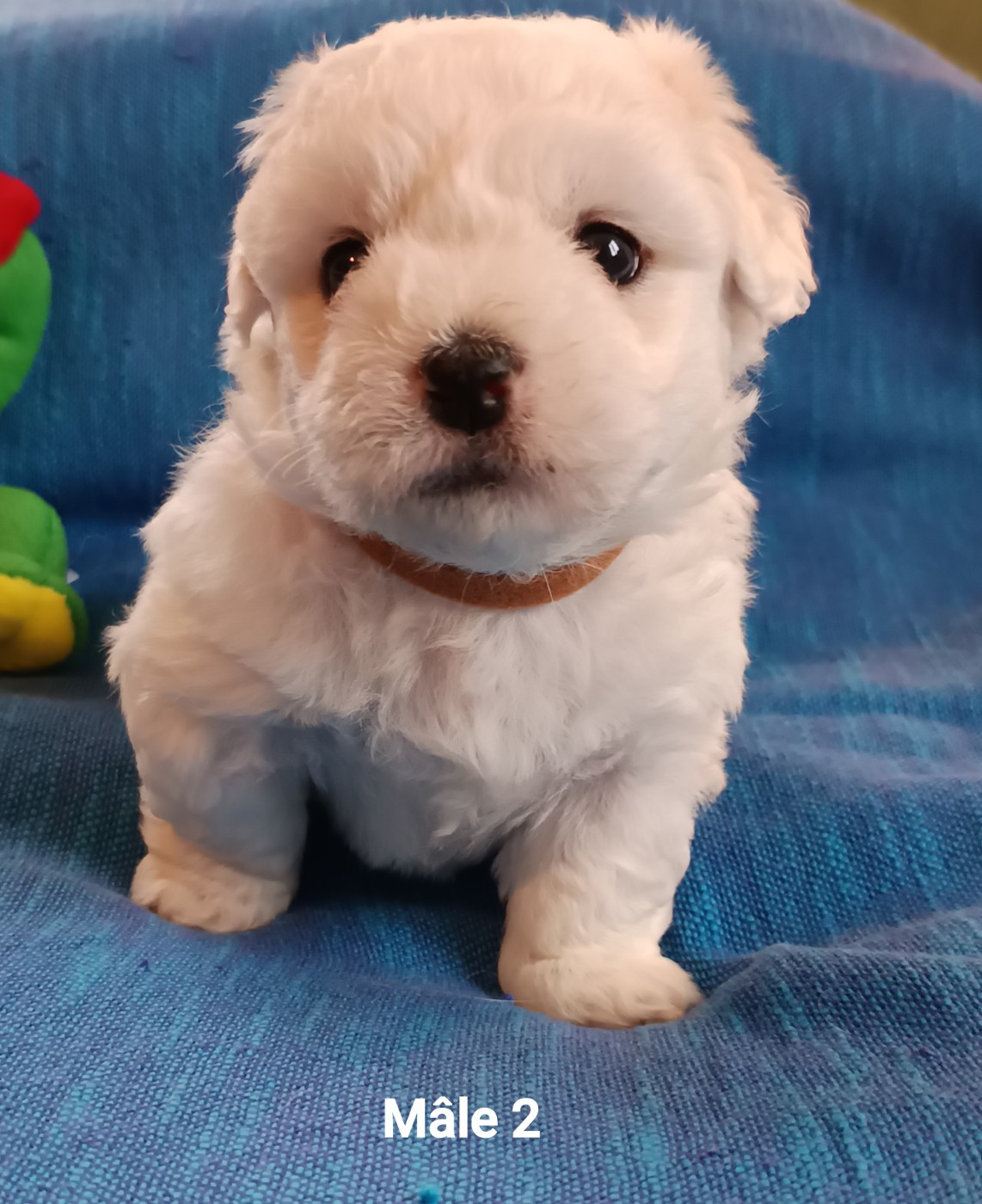 De la vanille bourbon - Chiots disponibles - Coton de Tulear