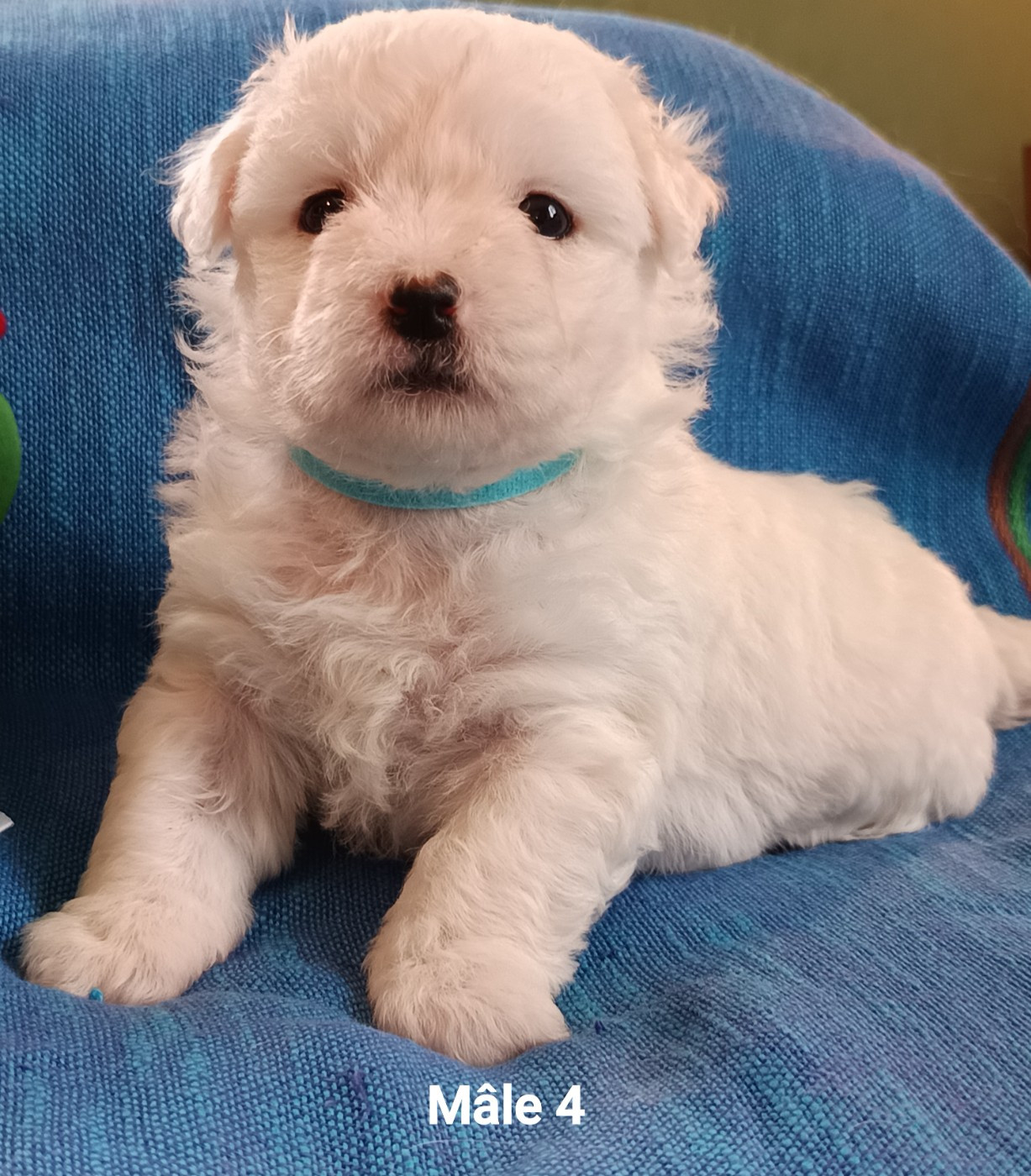 De la vanille bourbon - Chiots disponibles - Coton de Tulear