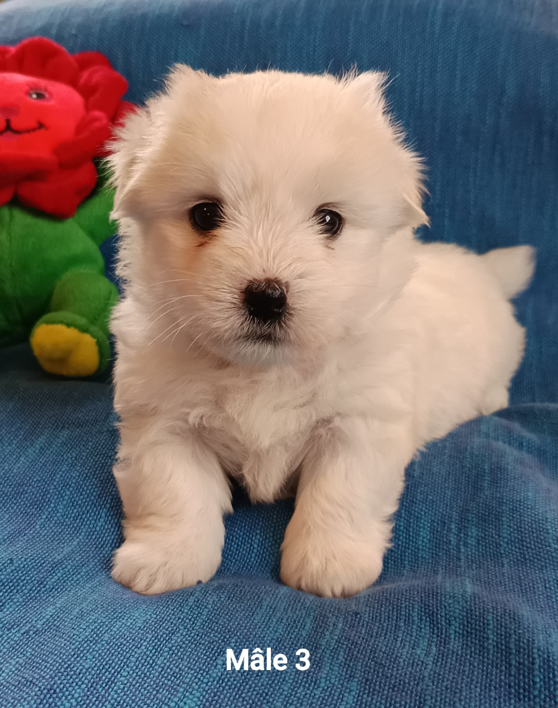 De la vanille bourbon - Chiots disponibles - Coton de Tulear