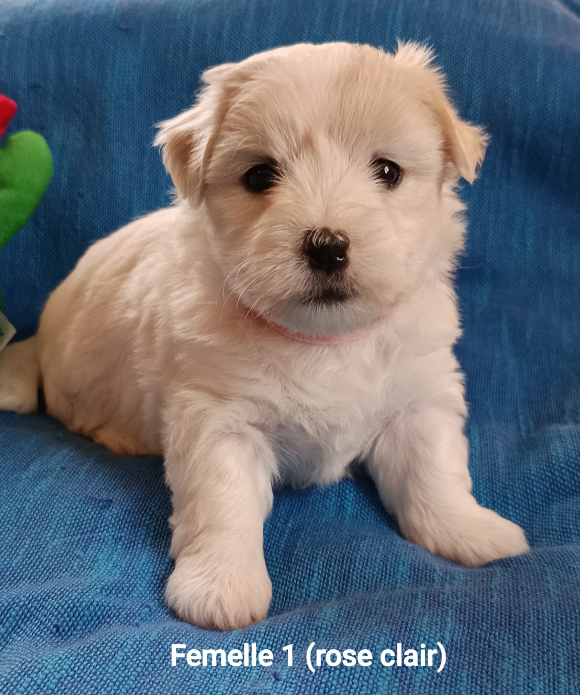 De la vanille bourbon - Chiots disponibles - Coton de Tulear