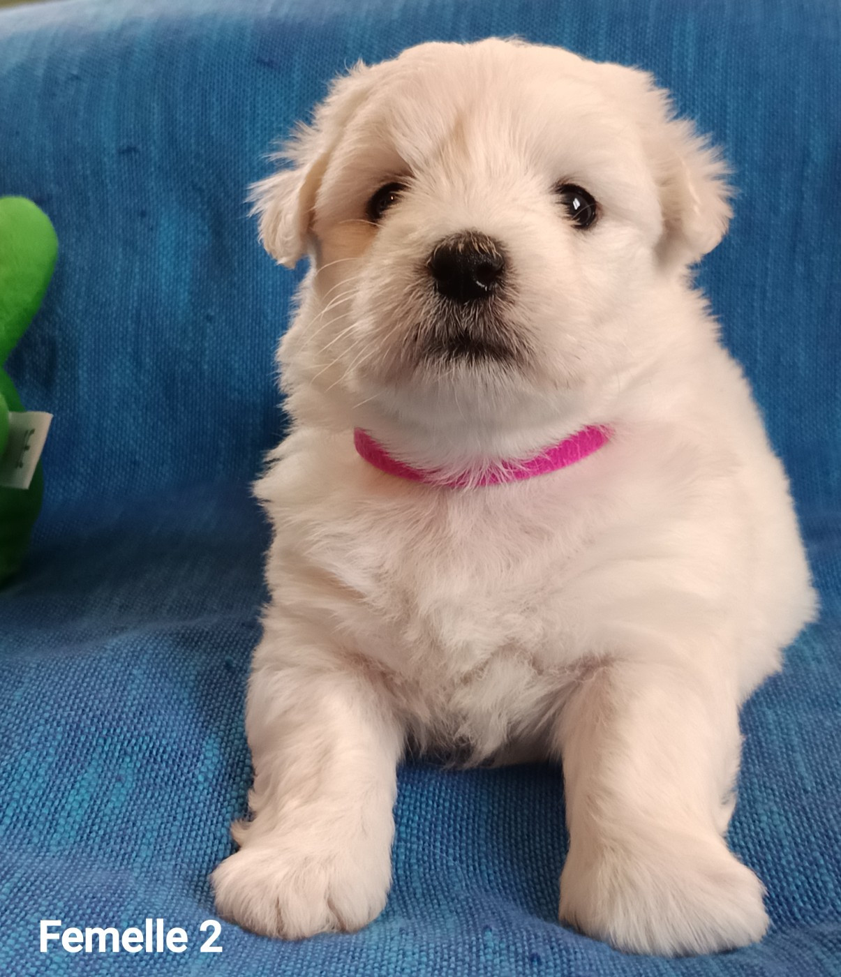De la vanille bourbon - Chiots disponibles - Coton de Tulear