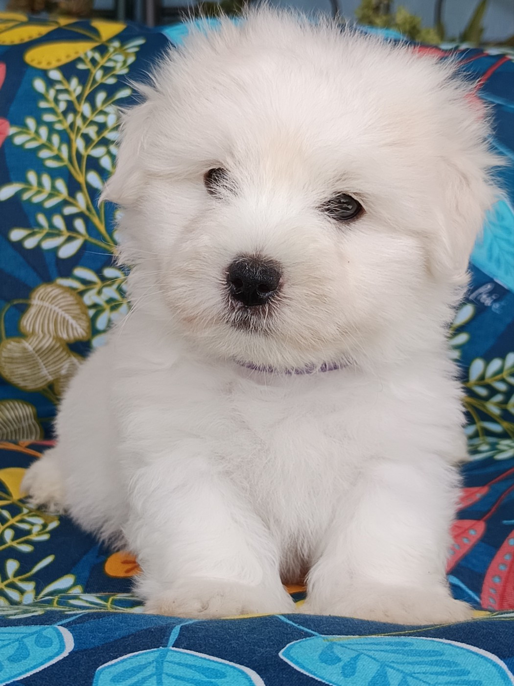 De la vanille bourbon - Chiots disponibles - Coton de Tulear