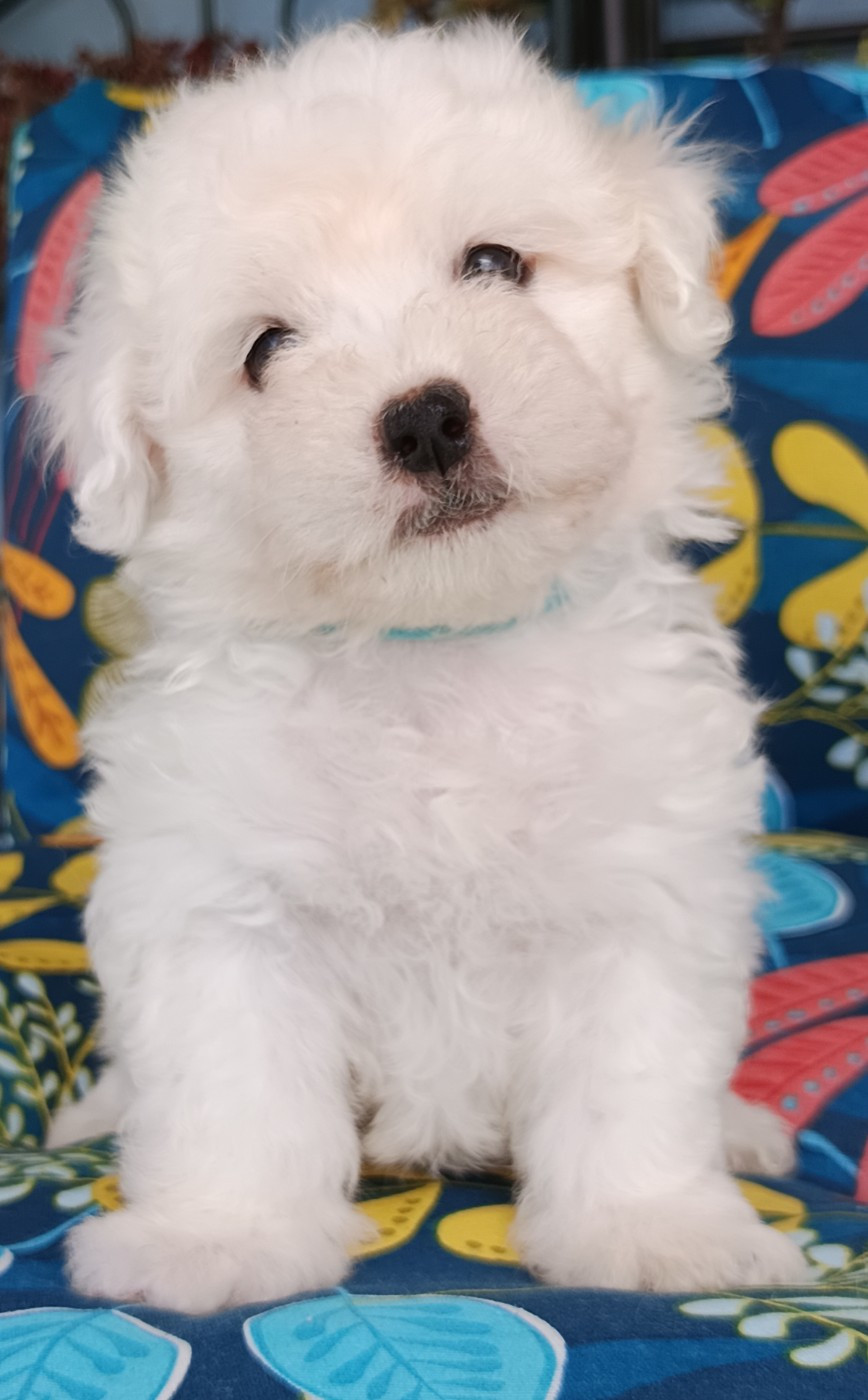 De la vanille bourbon - Chiots disponibles - Coton de Tulear