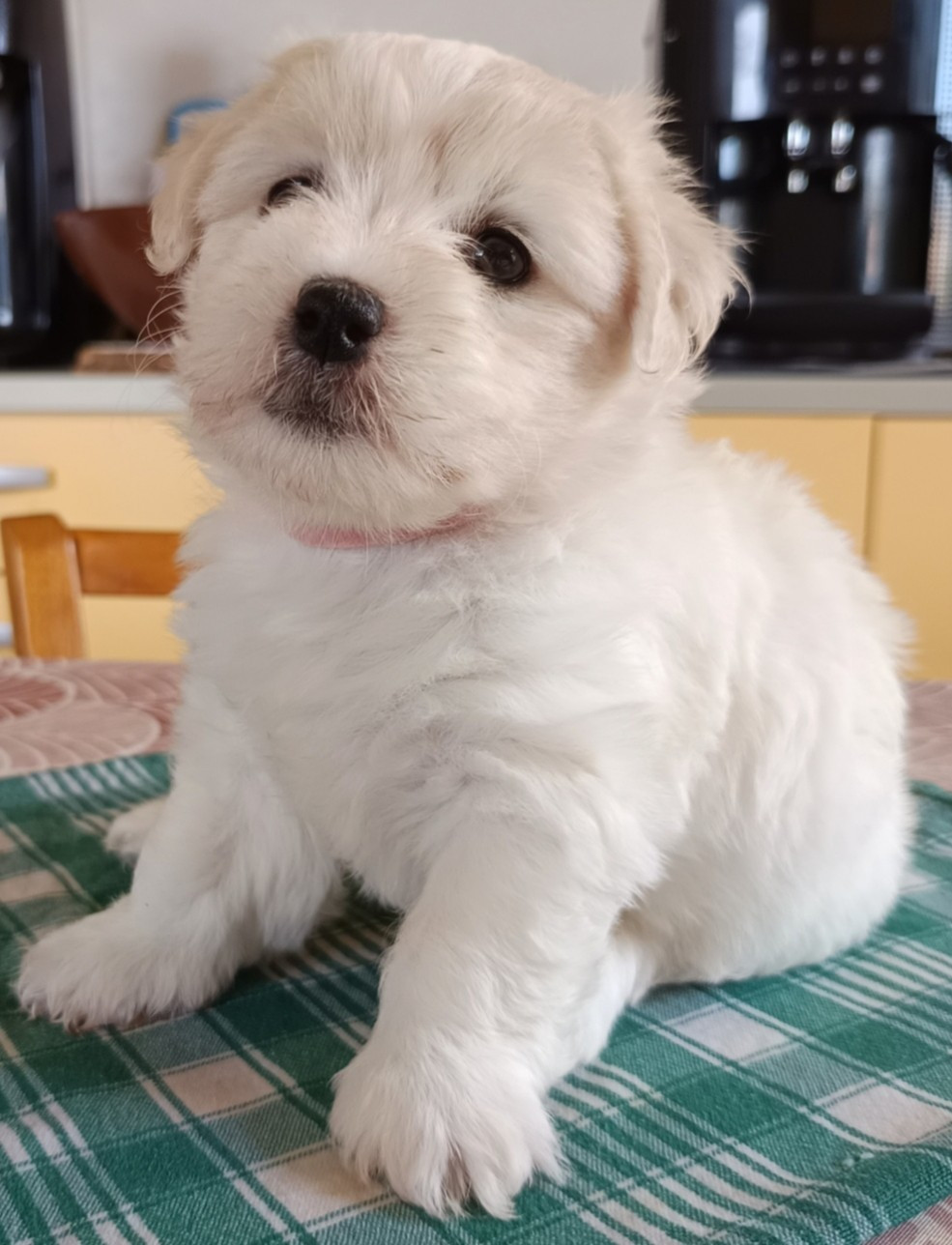 De la vanille bourbon - Chiots disponibles - Coton de Tulear