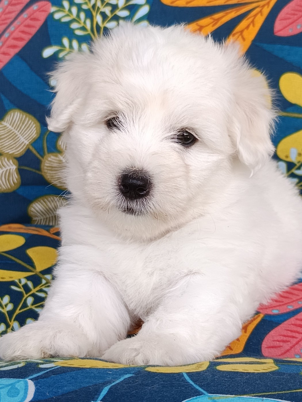 De la vanille bourbon - Chiots disponibles - Coton de Tulear