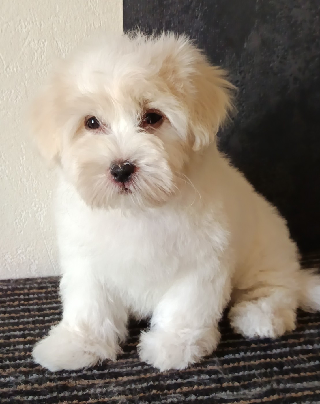 De la vanille bourbon - Chiots disponibles - Coton de Tulear