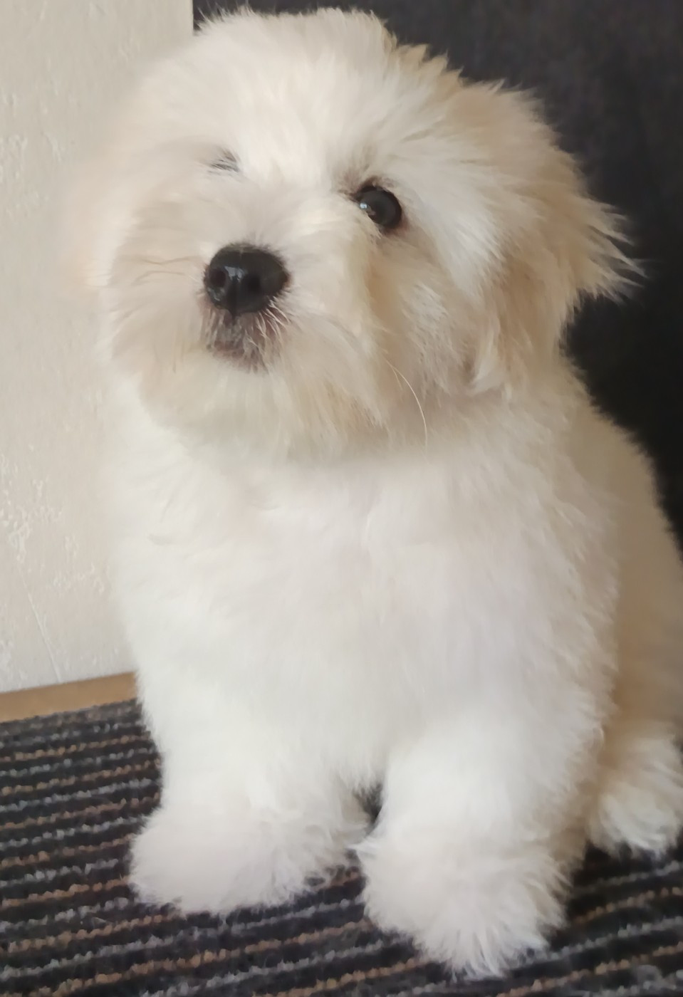 De la vanille bourbon - Chiots disponibles - Coton de Tulear