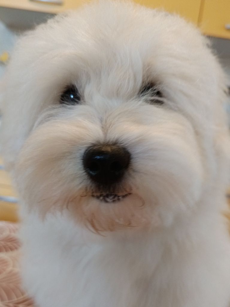 De la vanille bourbon - Coton de Tulear - Portée née le 19/03/2025