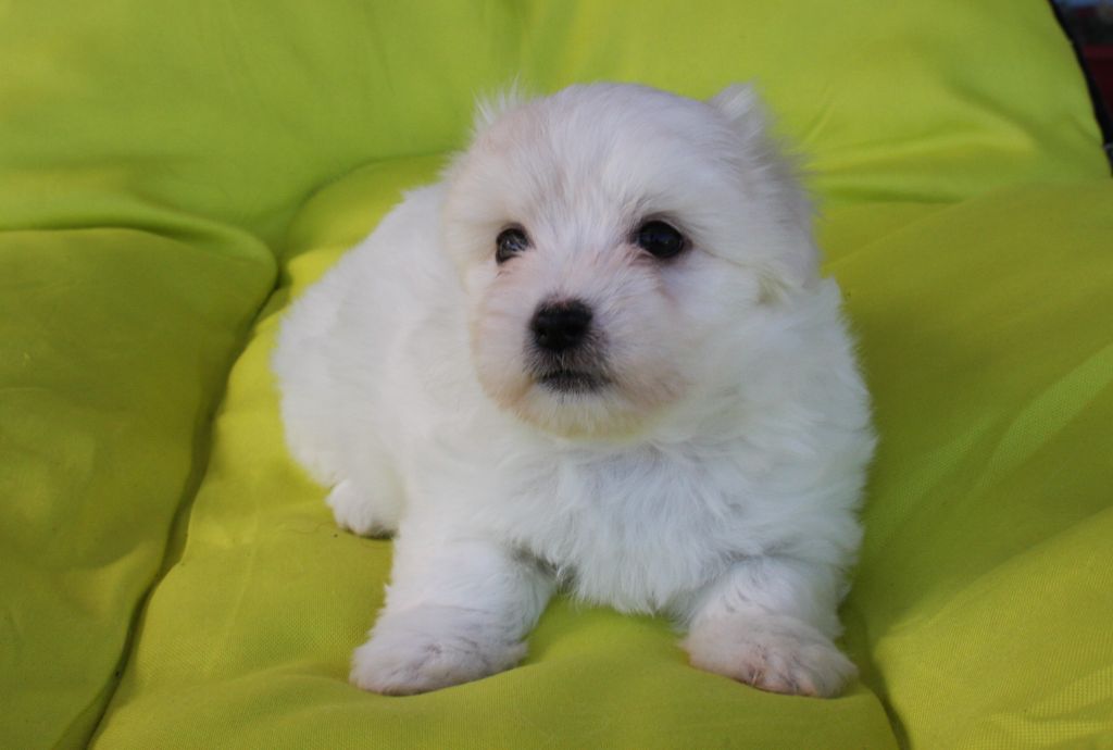 De la vanille bourbon - Chiots disponibles - Coton de Tulear