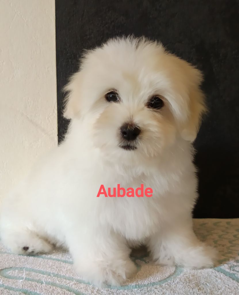 De la vanille bourbon - Chiots disponibles - Coton de Tulear