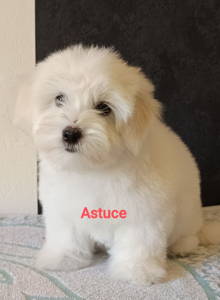 De la vanille bourbon - Chiots disponibles - Coton de Tulear