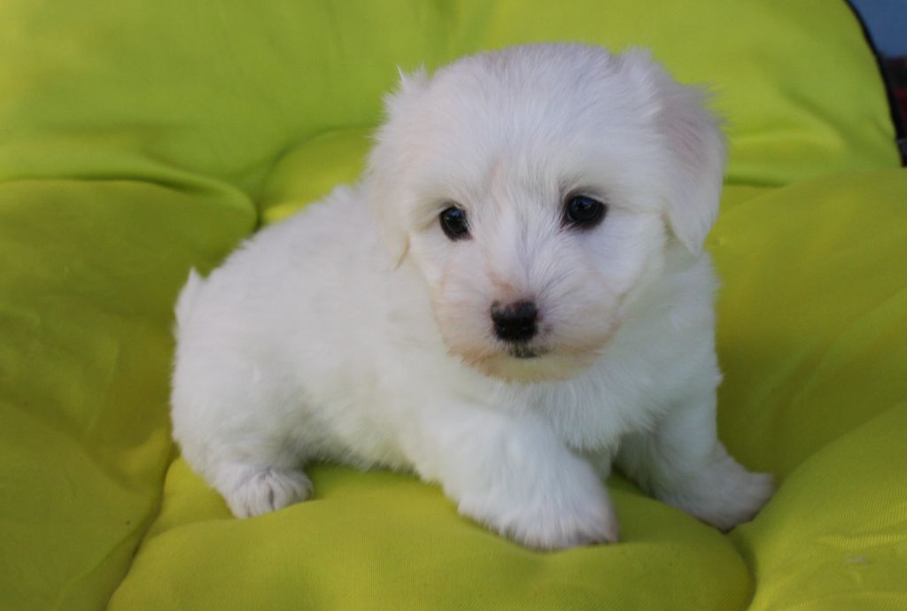 De la vanille bourbon - Chiots disponibles - Coton de Tulear