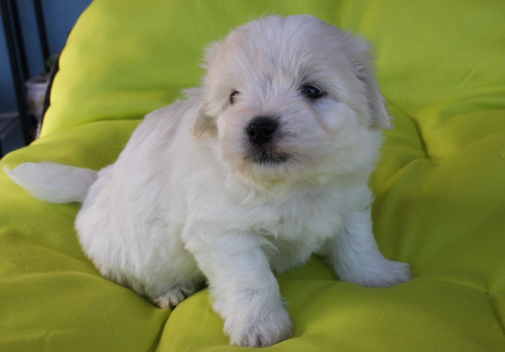 De la vanille bourbon - Chiots disponibles - Coton de Tulear